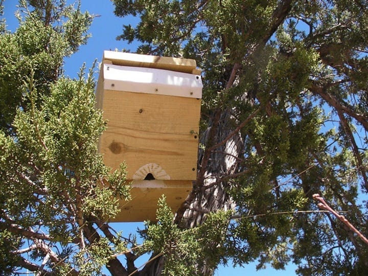 bait hive bait hive