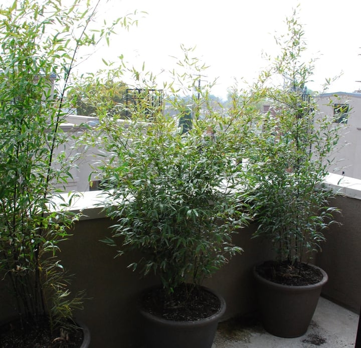bamboo growing in pots bamboo growing in pots