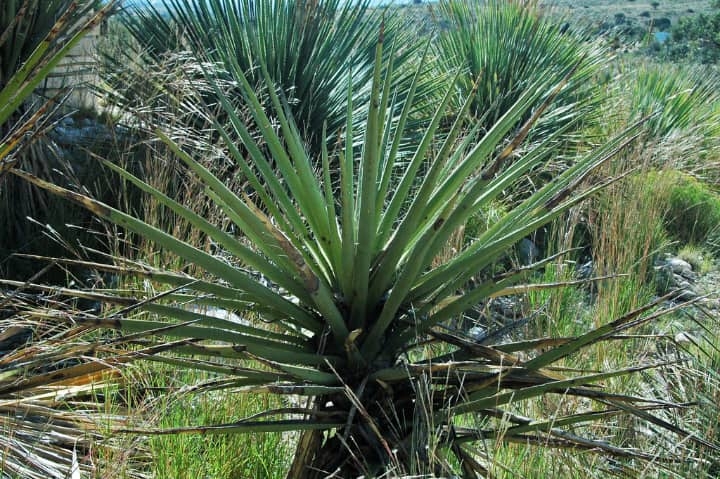 are yucca plants poisonous to dogs and cats