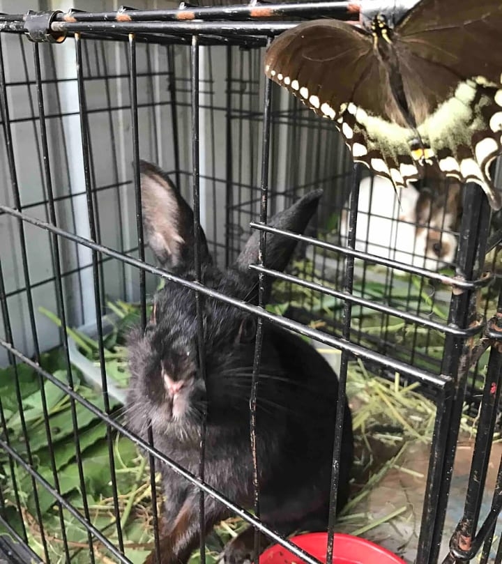 basic rabbit cage basic rabbit cage