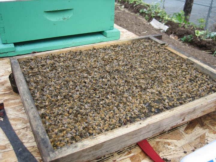 bee hive bottom board bee hive bottom board