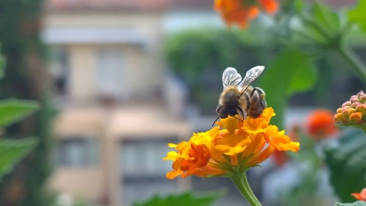 bee on the balcony