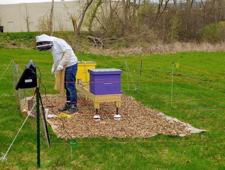 Bee Hives 101: Learn How To Select & Build The Best Beehives - Foter