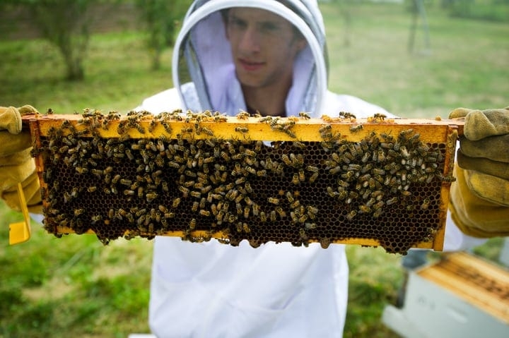 beekeeper holding a honey super beekeeper holding a honey super