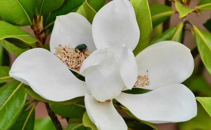 beetle pollenating a magnolia flower beetle pollenating a magnolia flower