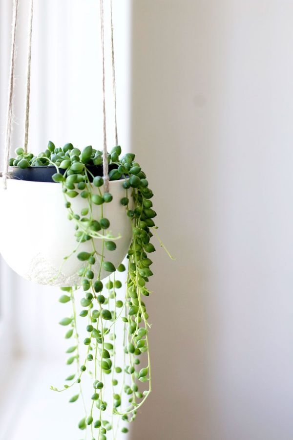 Best Common House Plants For Sale Best Common House Plants For Sale