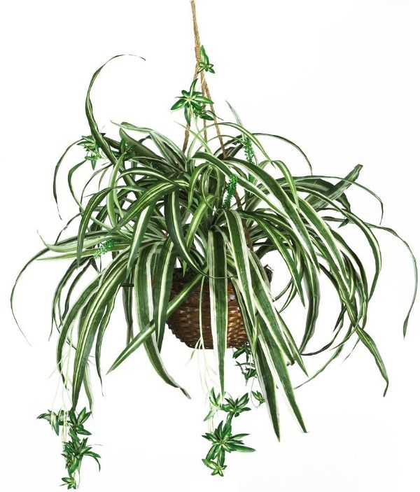 Best Common House Plants Spider Plant Best Common House Plants Spider Plant