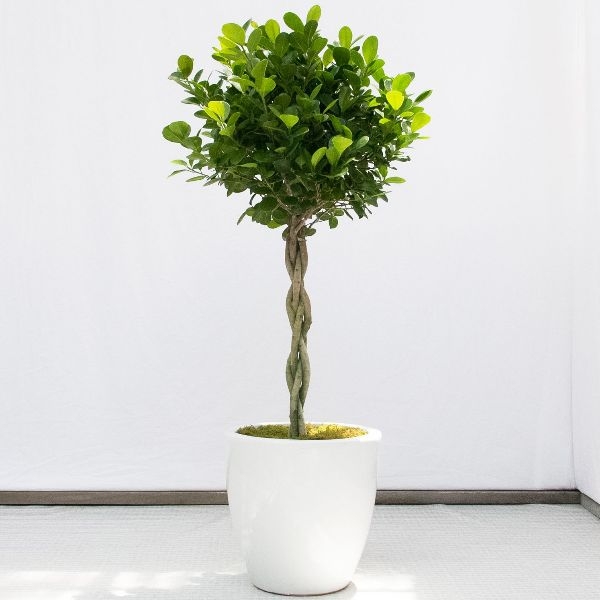 Best House Plants Ficus Best House Plants Ficus