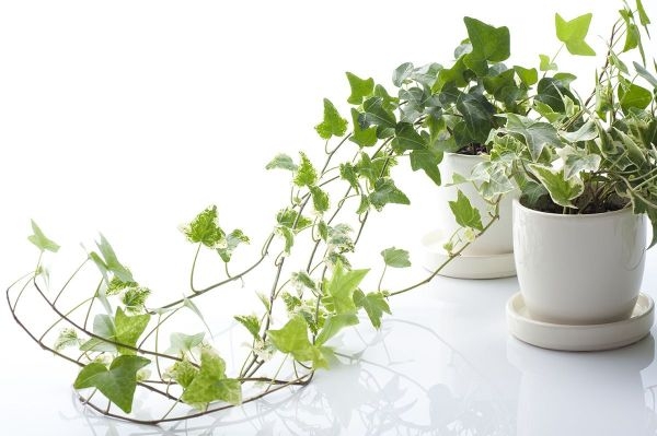 Best House Plants Near Me Best House Plants Near Me