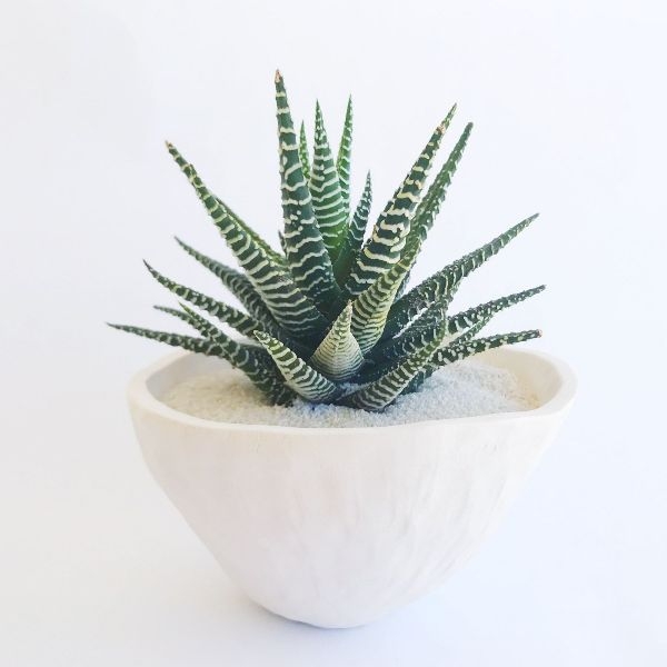 Best House Plants String-of-pearls Best House Plants String-of-pearls