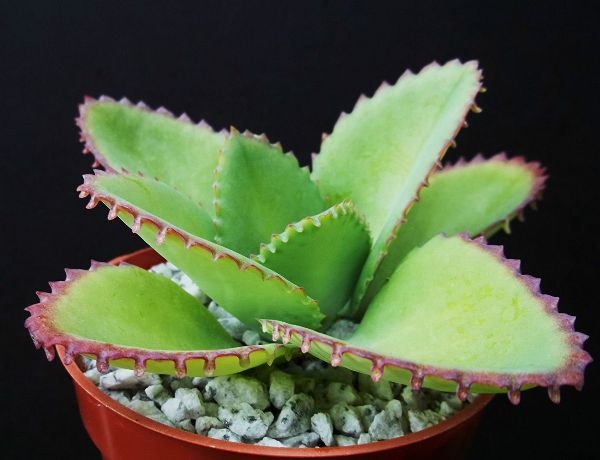 Best House Plants Types Best House Plants Types
