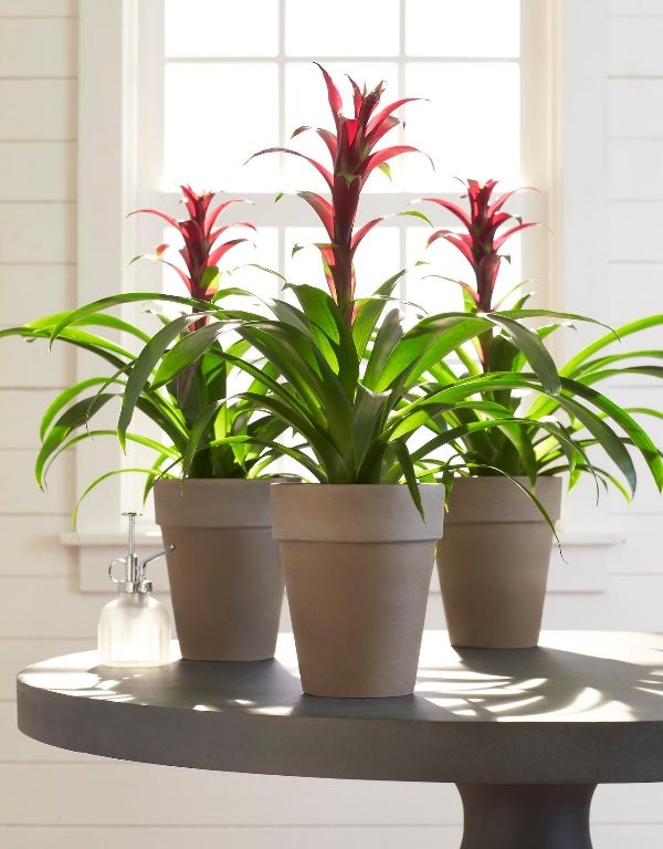 Best House Plants Best House Plants