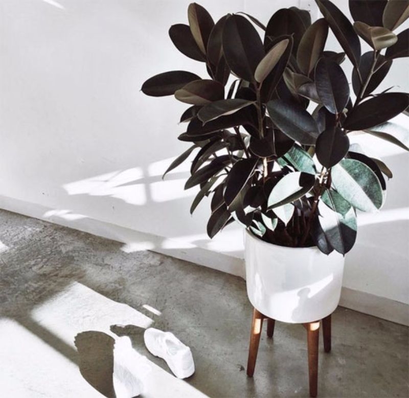 best indoor plants rubber plant best indoor plants rubber plant