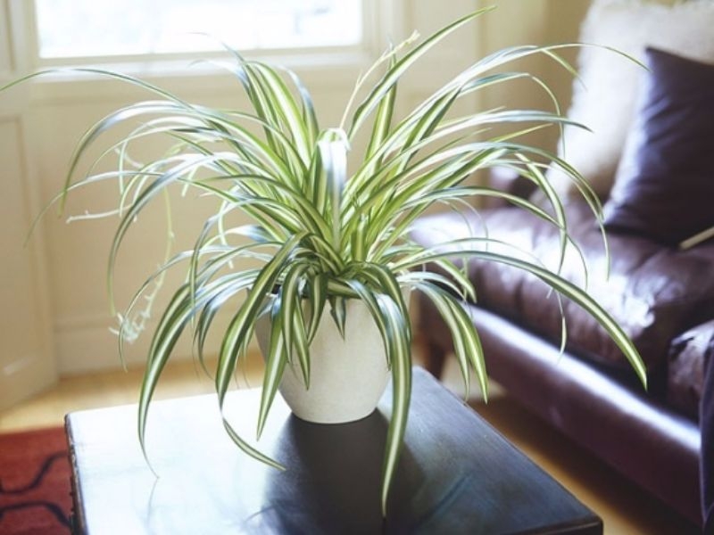 Best Indoor Plants Best Indoor Plants