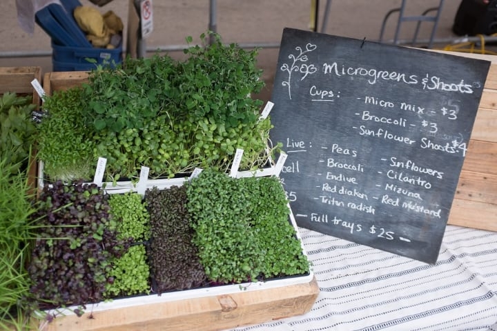 best microgreens to grow best microgreens to grow