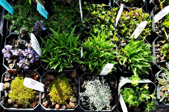 best plants for fairy garden best plants for fairy garden