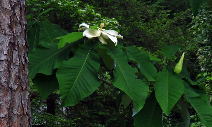 big leaf magnolia tree big leaf magnolia tree