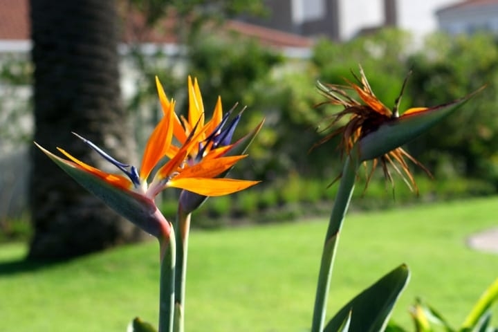 birds of paradise low light indoor shade trees birds of paradise low light indoor shade trees