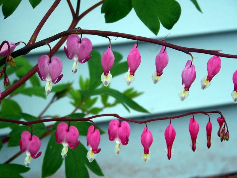 bleeding heart flowers bleeding heart flowers