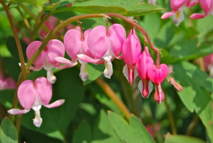 bleeding heart indoor shade plant bleeding heart indoor shade plant