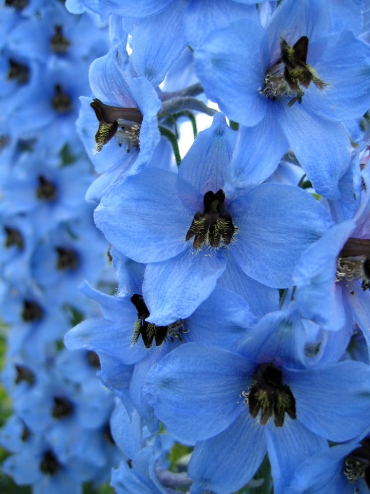 blue dawn delphinium blue dawn delphinium