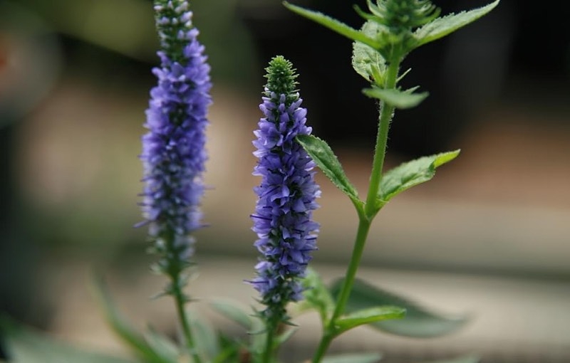 blue perennial flowers blue perennial flowers