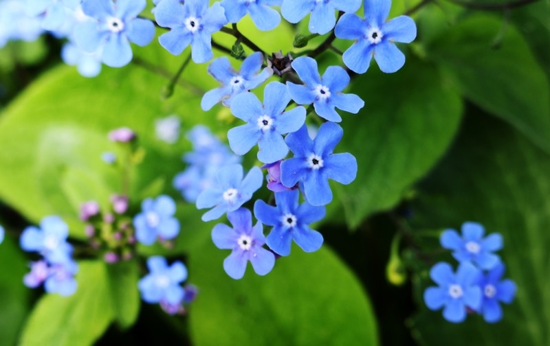 blue perennials blue perennials