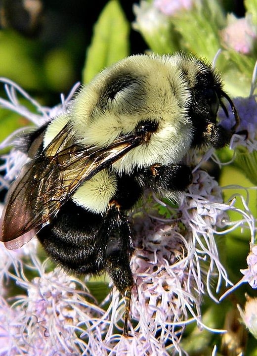 The Bee Queen Guide Meet The Fascinating Queen Of Bees Foter