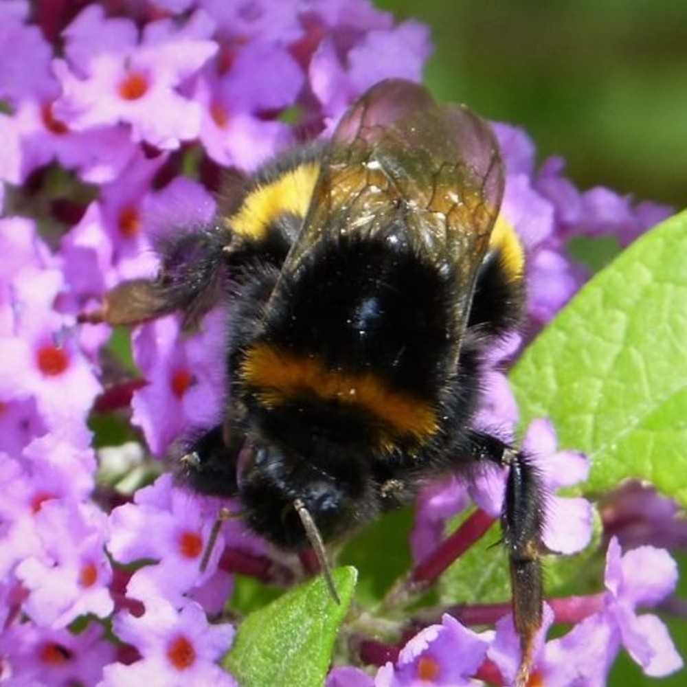 The Bee Queen Guide Meet The Fascinating Queen Of Bees Foter