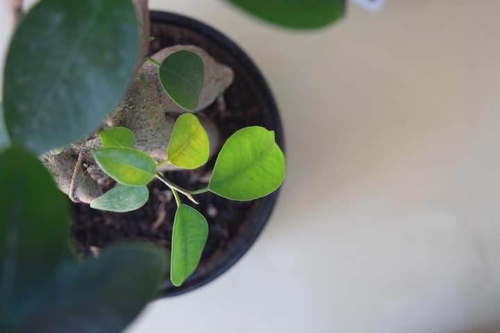 bonsai shoots bonsai shoots
