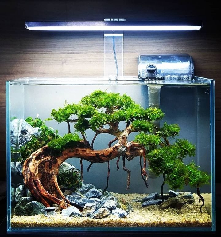 bonsai tank aquascaping