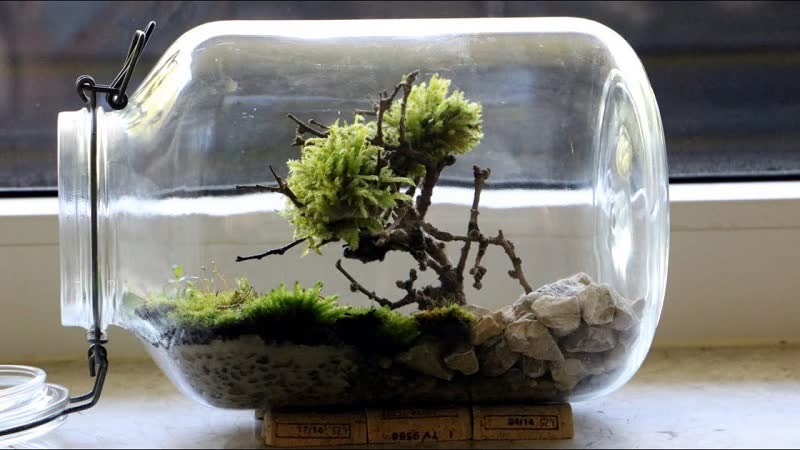 terrario bonsai bricolaje