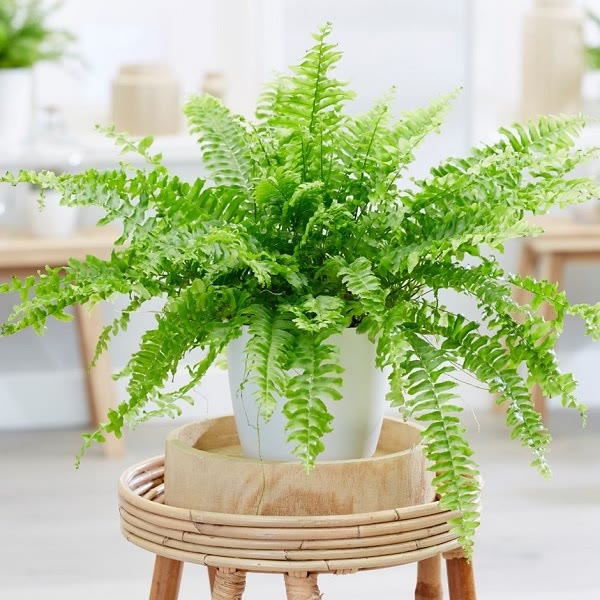 boston fern house plant boston fern house plant