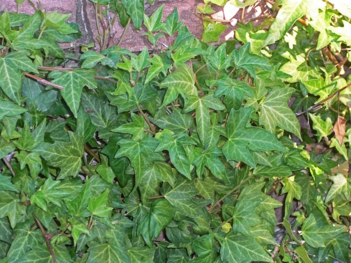 boston ivy crawling shade plants boston ivy crawling shade plants
