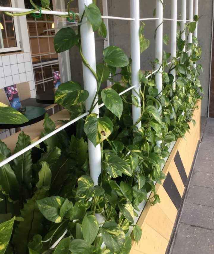 bq plant wall bq plant wall