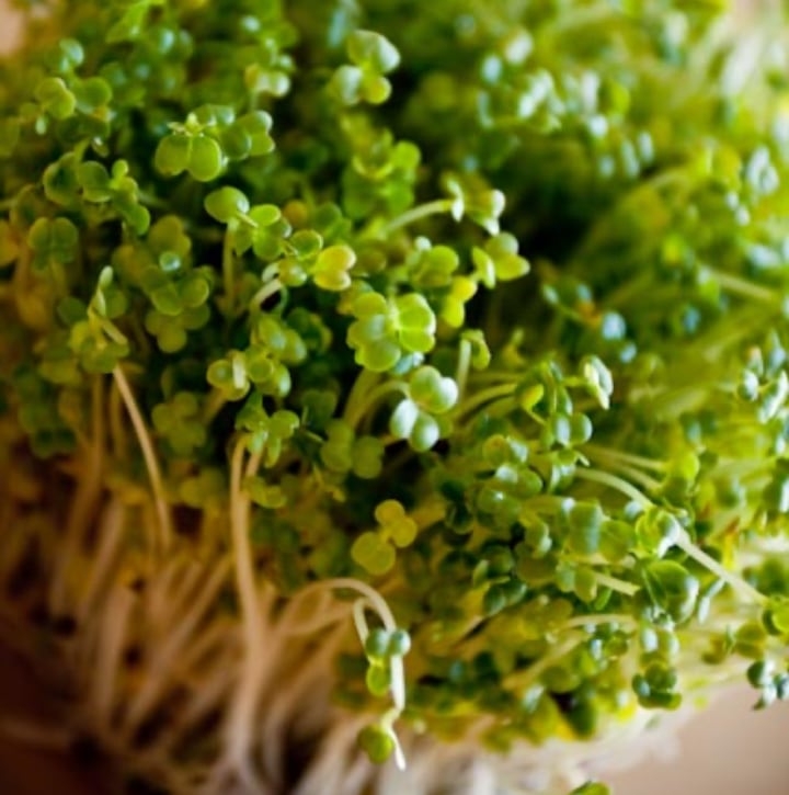 broccoli microgreens broccoli microgreens