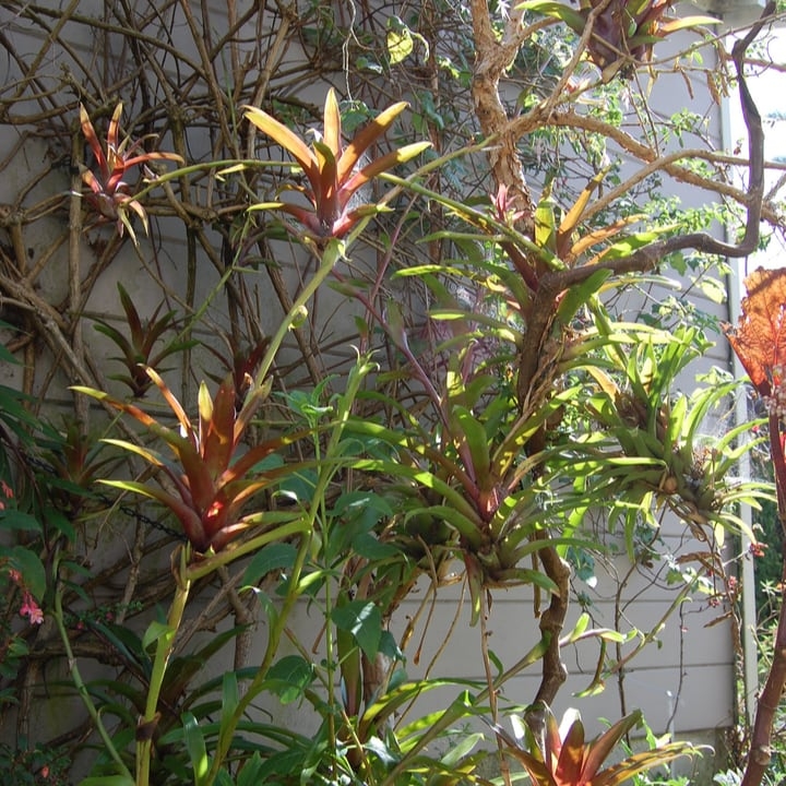 bromeliad fence wall garden bromeliad fence wall garden