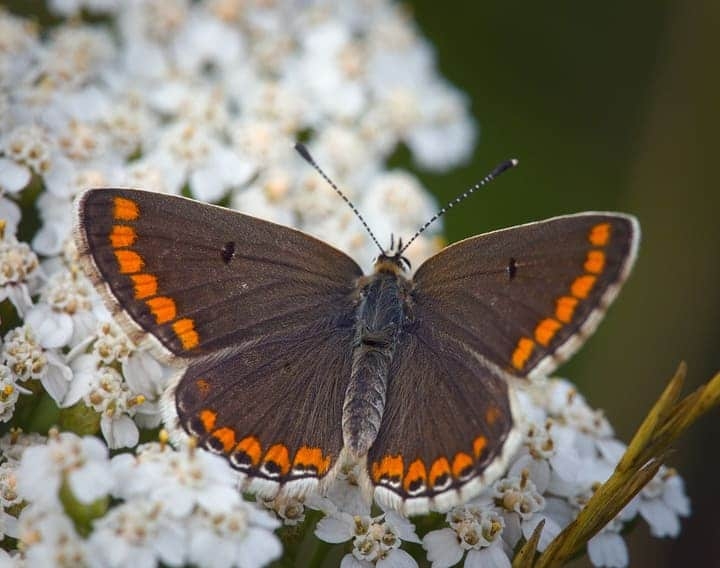 brown argus butterfly on yarrow flowers brown argus butterfly on yarrow flowers