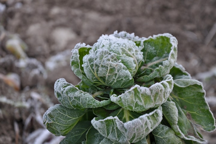 brussel sprouts in winter brussel sprouts in winter