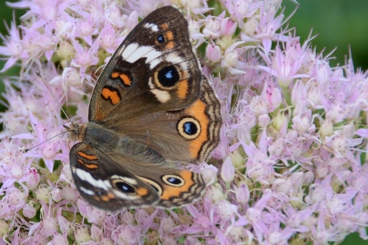 buckeye butterfly on sedum flowers buckeye butterfly on sedum flowers
