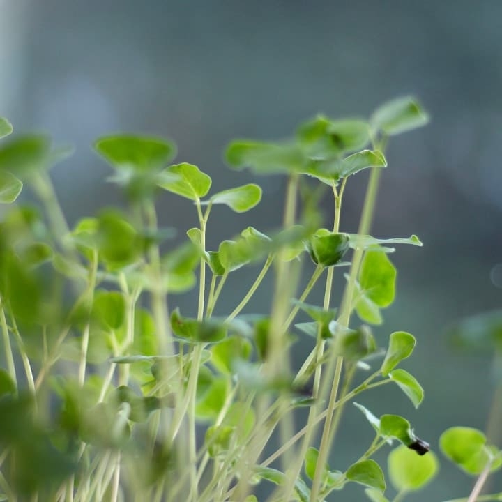 buckwheat microgreen