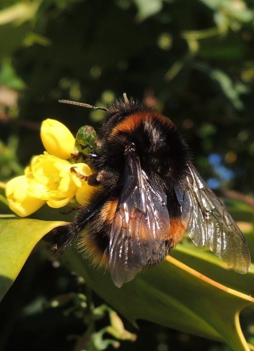 The Bee Queen Guide Meet The Fascinating Queen Of Bees Foter