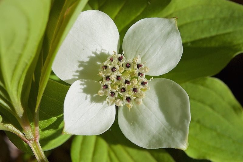 bunchberry bunchberry