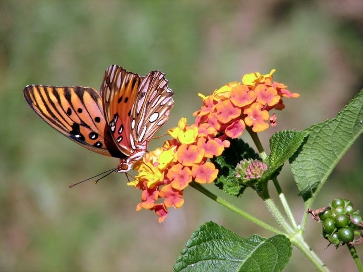 butterdly on lantana flowers butterdly on lantana flowers