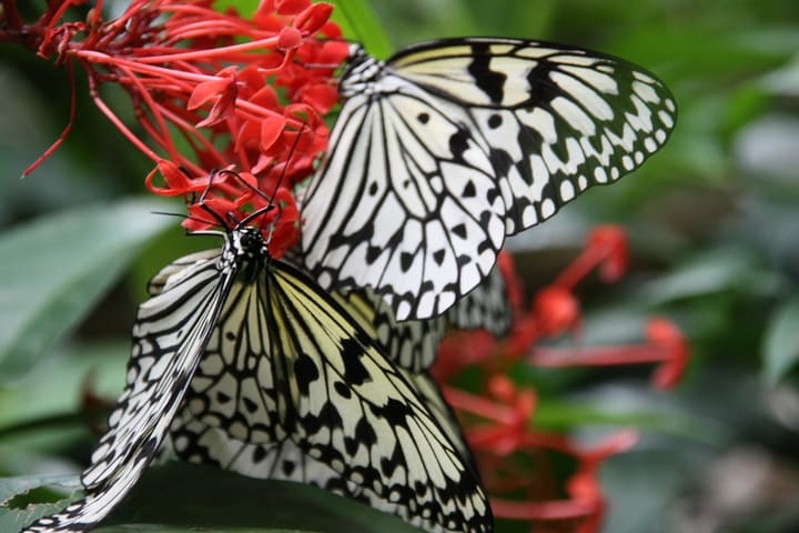 butterflies on red tuny flowers butterflies on red tuny flowers