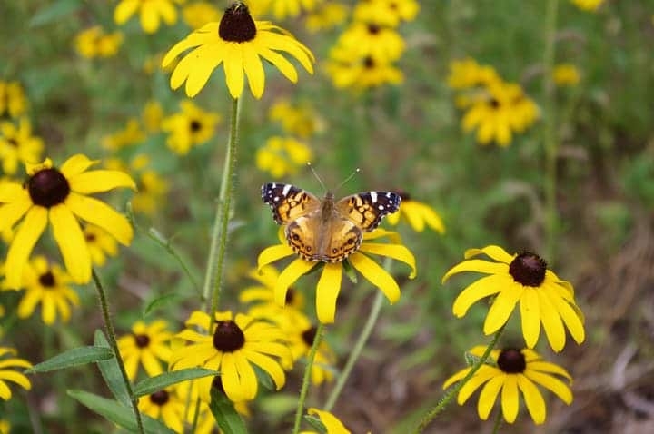 butterfly in black eyed susan flower garden butterfly in black eyed susan flower garden