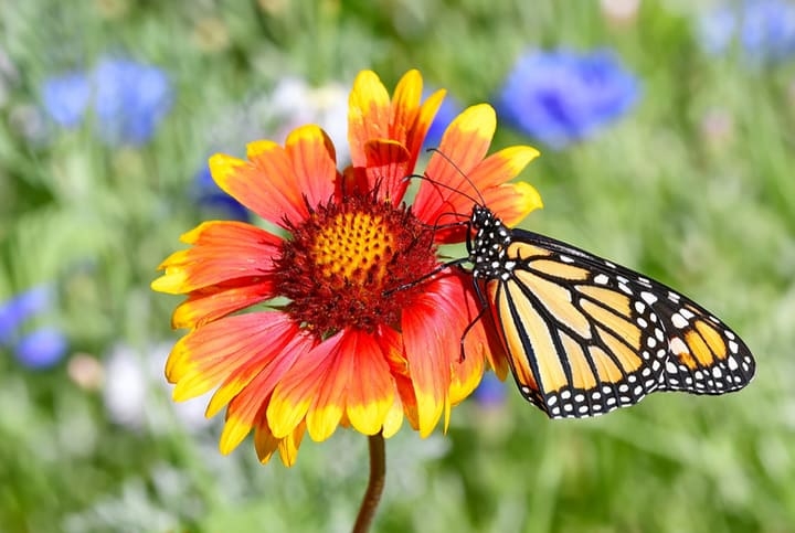 butterfly on a blanket flower in the garden butterfly on a blanket flower in the garden