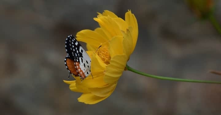 butterfly on a yellow marigold flower butterfly on a yellow marigold flower