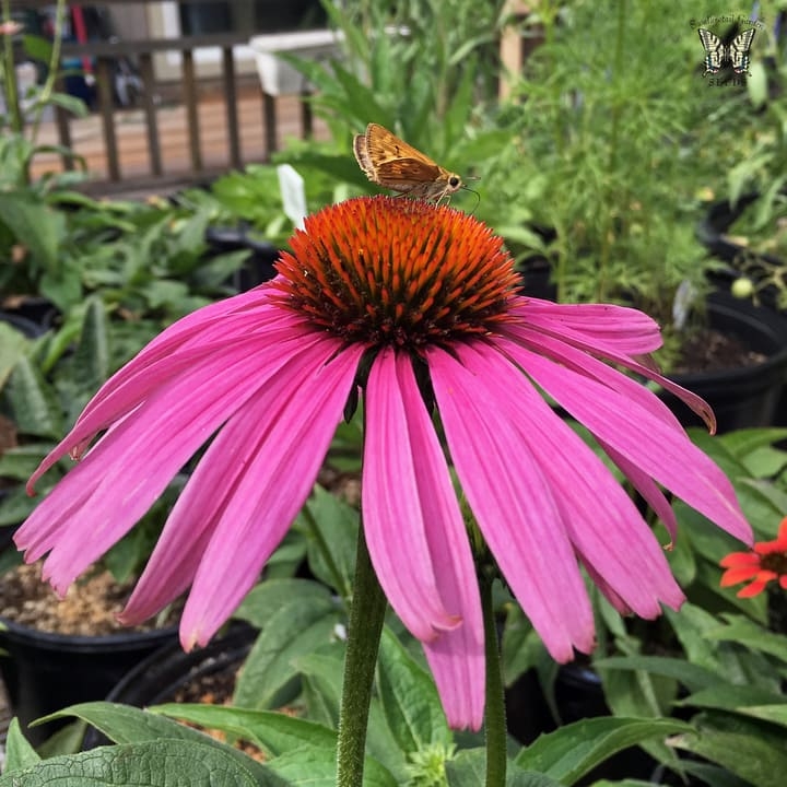 butterfly on echinacea perennial flower butterfly on echinacea perennial flower