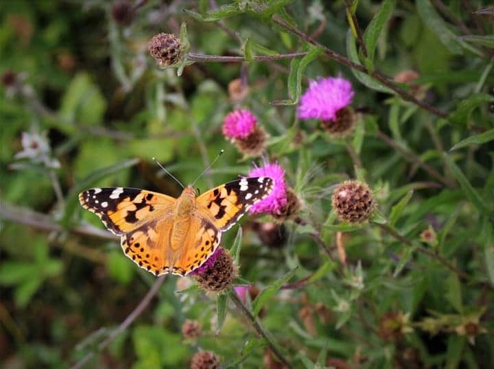 butterfly on native perennial flowers butterfly on native perennial flowers